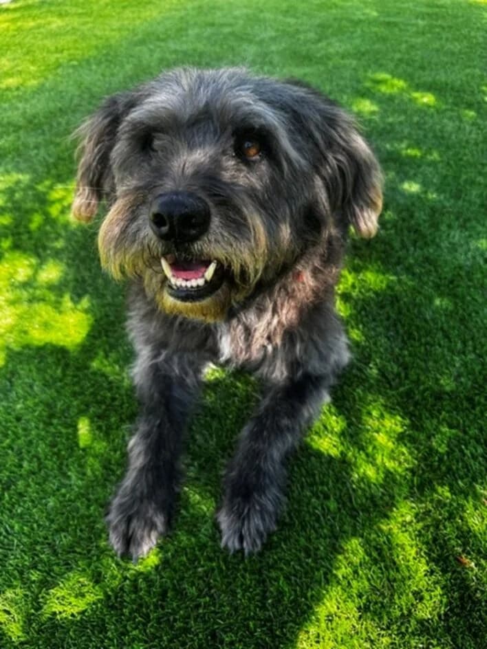 Baklava sucht ihr passendes Zuhause🍀, weiss female senior Mixed Breed for adoption at Tierschutzbund Basel Regional