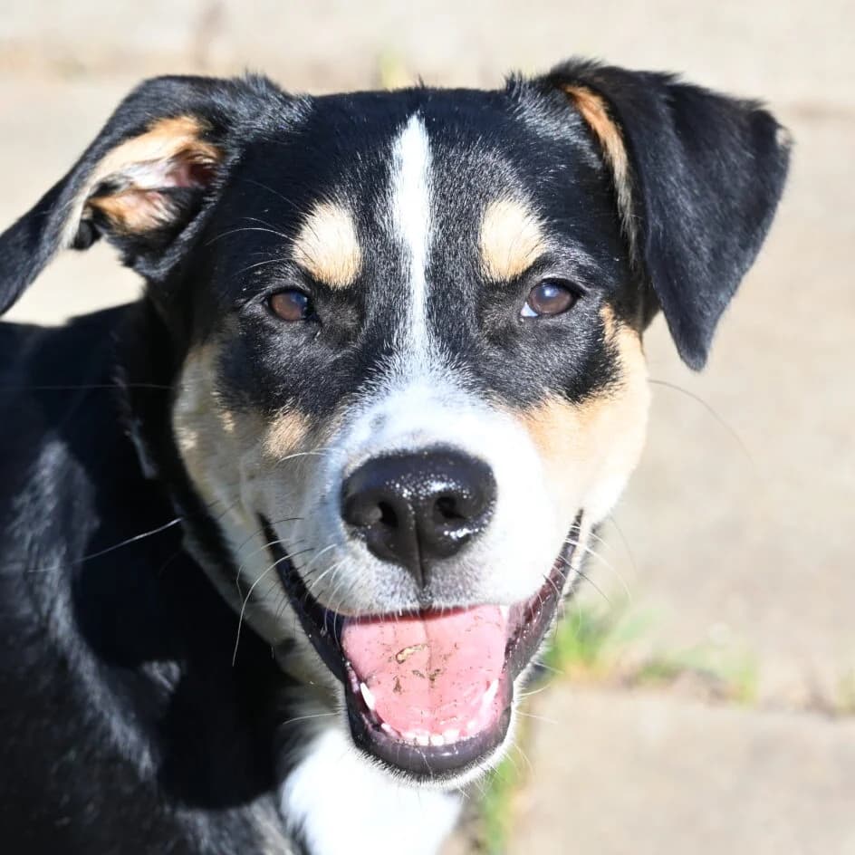 🐾 ARES – kleiner Wirbelwind mit grossem Charakter🌪️, puppy Mixed Breed for adoption at Tierschutzbund Basel Regional
