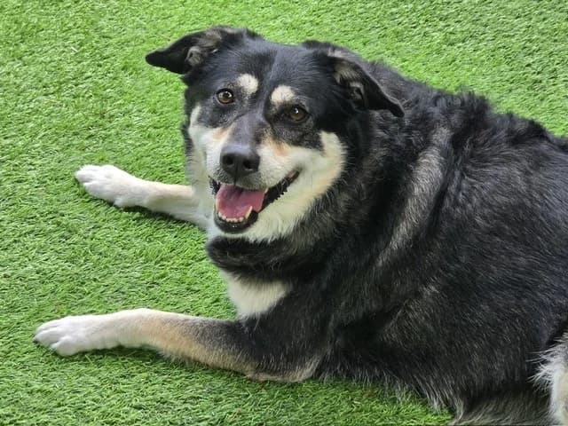 Lulu – sensible und treue Hündin sucht ihr Zuhause ❤️, female senior Mixed Breed for adoption at Tierschutzbund Basel Regional