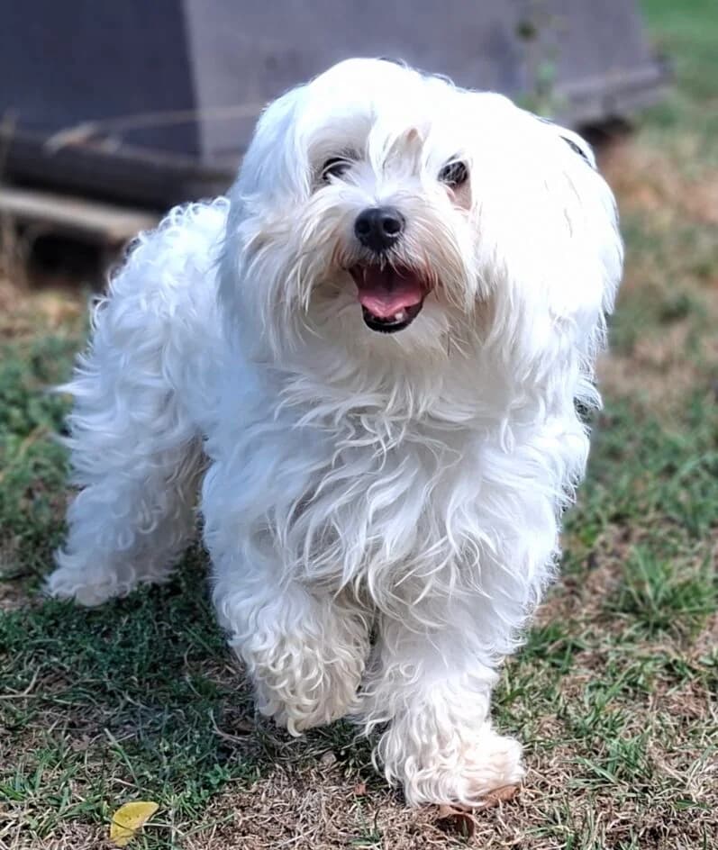 NINA – eine freundliche Begleiterin mit Freude am Leben 🐾 – Platziert, weiss male senior Mixed Breed for adoption at Tierschutzbund Basel Regional