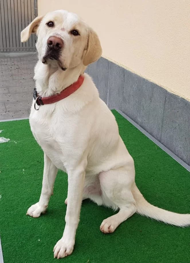 Neo – im November 2019 platziert, Mixed Breed for adoption at Tierschutzbund Basel Regional