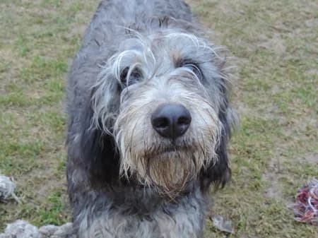 Hulot – hat im April 2018 ein Zuhause gefunden, senior Mixed Breed for adoption at Tierschutzbund Basel Regional