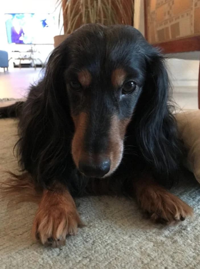 Garry Cooper – neues Zuhause gefunden im Juli 2018, puppy Mixed Breed for adoption at Tierschutzbund Basel Regional