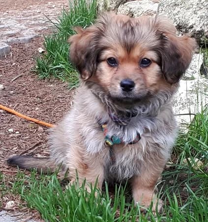 Mira – hat im Juni 2018 einen guten Platz gefunden, senior Mixed Breed for adoption at Tierschutzbund Basel Regional