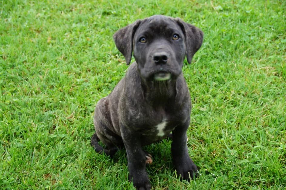 Moon – hat am 08.06.18 ein tolles Zuhause gefunden, female Mixed Breed for adoption at Tierschutzbund Basel Regional