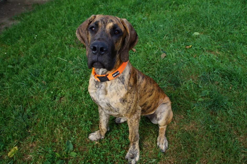 Akela – hat im August 2018 ein neues Zuhause gefunden, Mixed Breed for adoption at Tierschutzbund Basel Regional