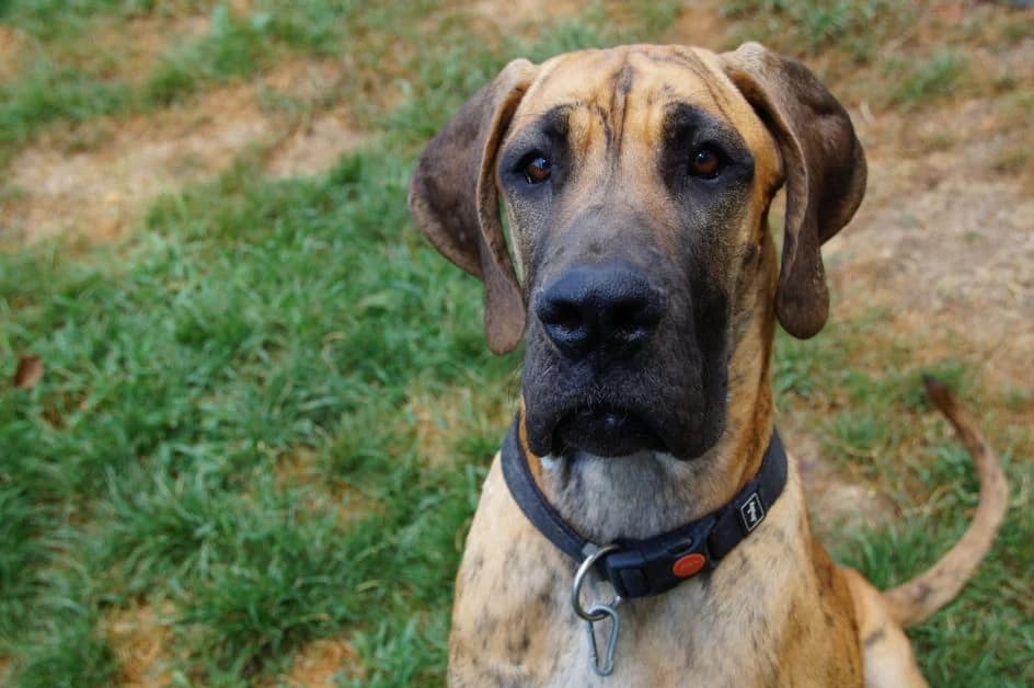 Akyma – ist im September 2018 in ihr neues Zuhause umgezogen, Mixed Breed for adoption at Tierschutzbund Basel Regional