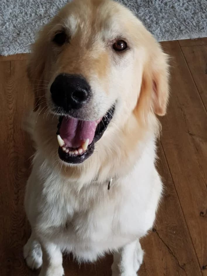 Max – darf nun dauerhaft bei seiner Pflegefamilie bleiben, Mixed Breed for adoption at Tierschutzbund Basel Regional