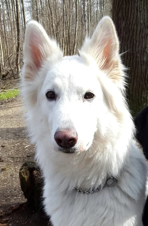 Cleona – darf im September 2018 in ein neues Zuhause umziehen, female Mixed Breed for adoption at Tierschutzbund Basel Regional