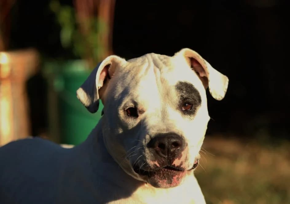 Spot – wurde im November 2018 platziert, Mixed Breed for adoption at Tierschutzbund Basel Regional
