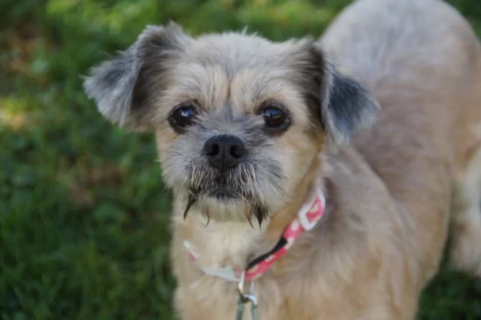 Jenny – im Oktober 2018 platziert, Mixed Breed for adoption at Tierschutzbund Basel Regional