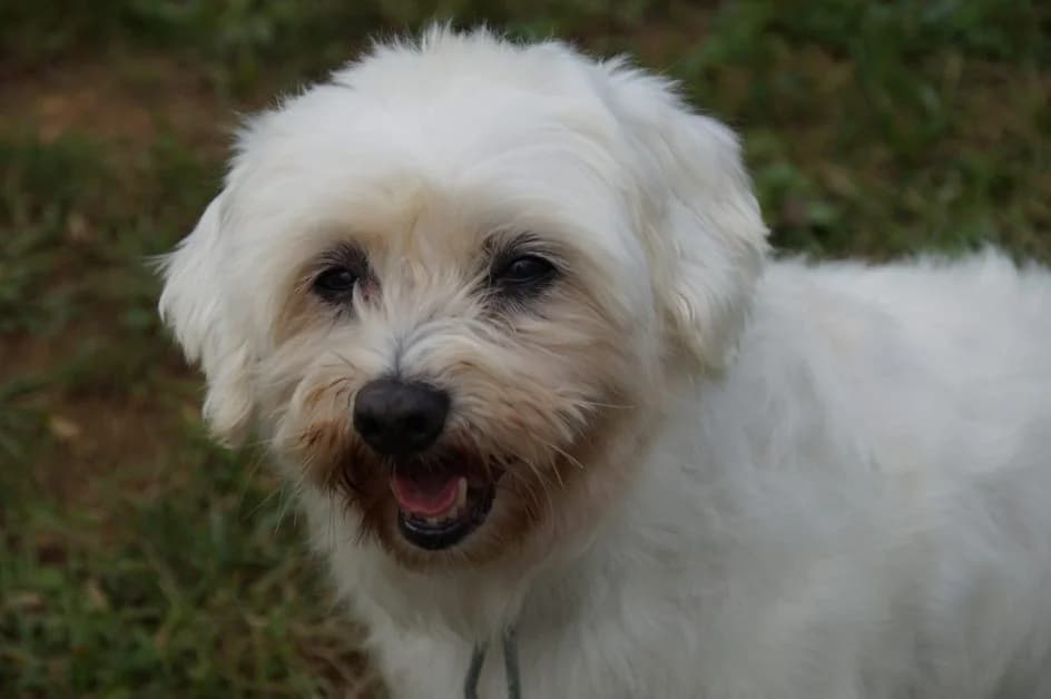 Menta – hat im Oktober 2018 ein neues Zuhause gefunden, Mixed Breed for adoption at Tierschutzbund Basel Regional