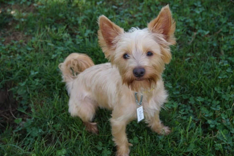 Chispa – im September 2018 platziert, Mixed Breed for adoption at Tierschutzbund Basel Regional
