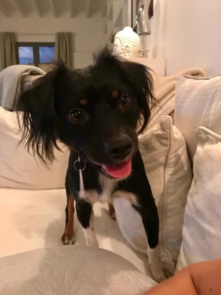 Petite – hat im Oktober 2018 ein neues Zuhause gefunden, Mixed Breed for adoption at Tierschutzbund Basel Regional