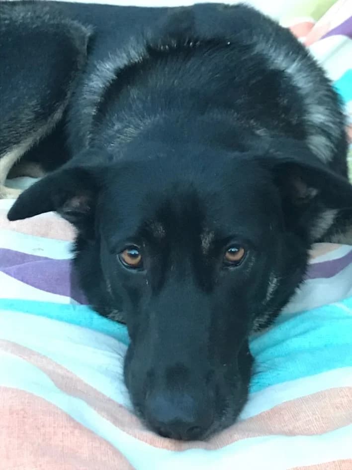 Shiva – hat im September 2018 ein neues Zuhause gefunden, female Mixed Breed for adoption at Tierschutzbund Basel Regional