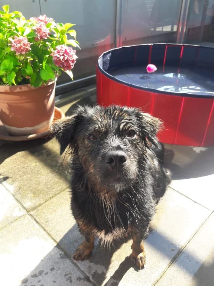 Lian – hat im Februar 2019 ein neues Zuhause gefunden, Mixed Breed for adoption at Tierschutzbund Basel Regional