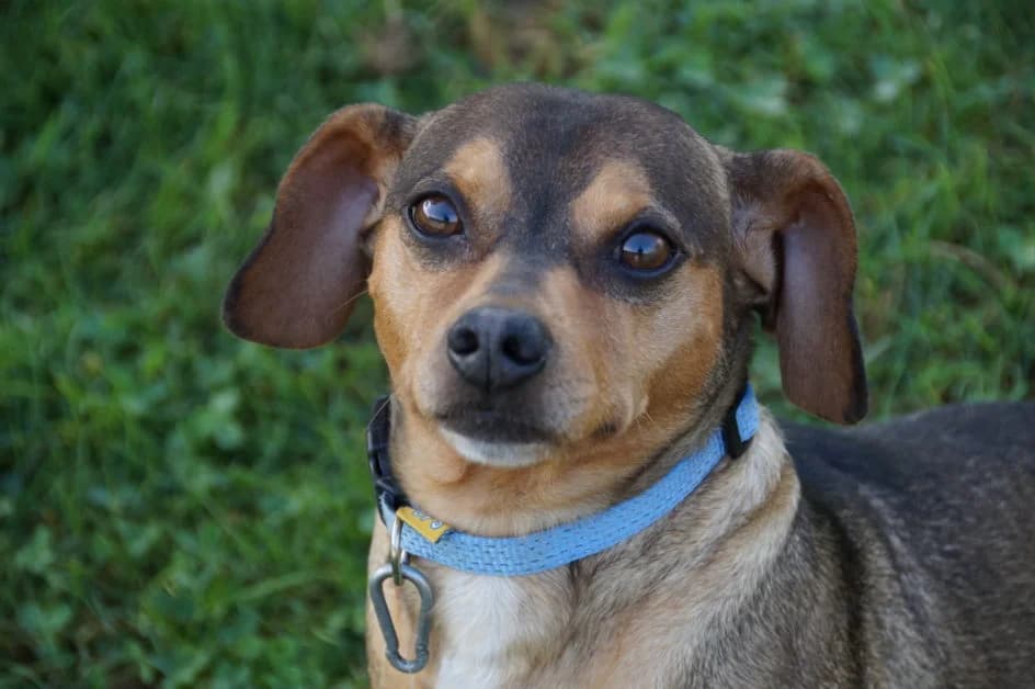 Hachi – hat im Februar 2019 ein Zuhause gefunden, weiss Mixed Breed for adoption at Tierschutzbund Basel Regional