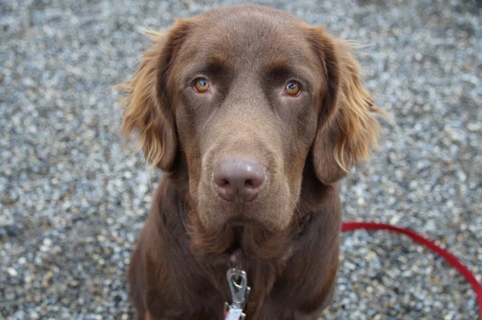 Choco – hat im Dezember 2018 ein neues Zuhause gefunden, Mixed Breed for adoption at Tierschutzbund Basel Regional