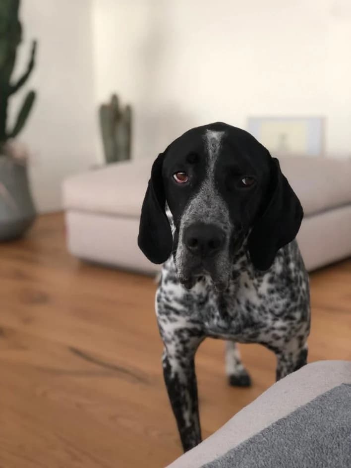 Charly – hat im September 2019 sein Zuhause gefunden, Mixed Breed for adoption at Tierschutzbund Basel Regional