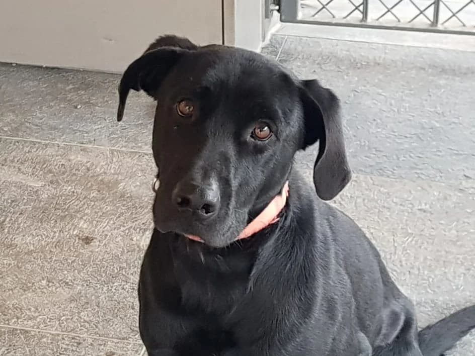 Airon – hat im Dezember 2018 ein neues Zuhause gefunden, Mixed Breed for adoption at Tierschutzbund Basel Regional