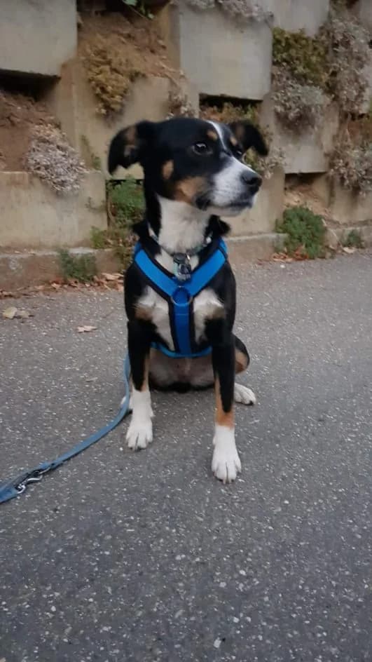 Leyla – im Dezember 2018 platziert, female Mixed Breed for adoption at Tierschutzbund Basel Regional