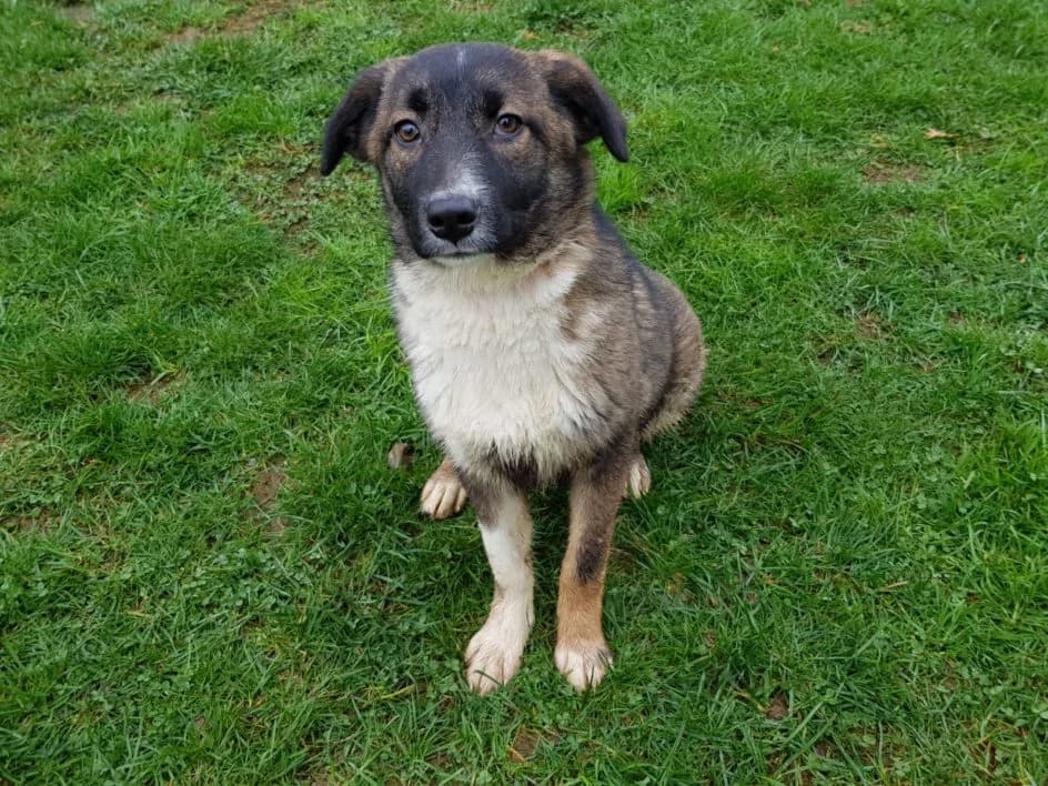 Fido – wurde im Januar 2019 platziert, Mixed Breed for adoption at Tierschutzbund Basel Regional