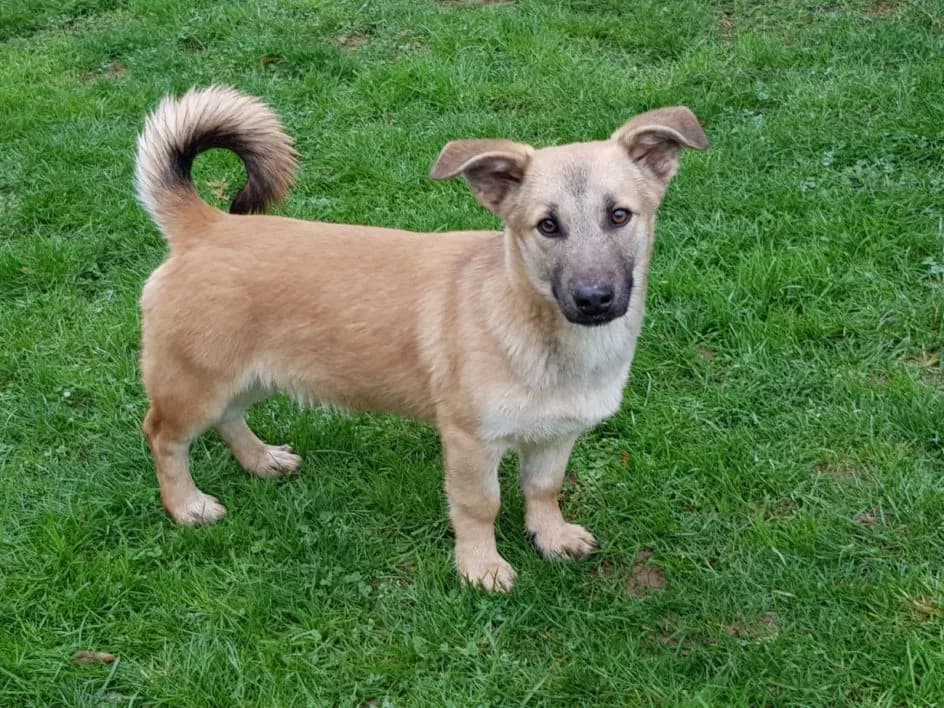 Malik – im Januar 2019 platziert, Mixed Breed for adoption at Tierschutzbund Basel Regional