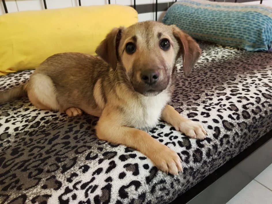 Valija – hat im Januar 2019 ein neues Zuhause gefunden, female Mixed Breed for adoption at Tierschutzbund Basel Regional