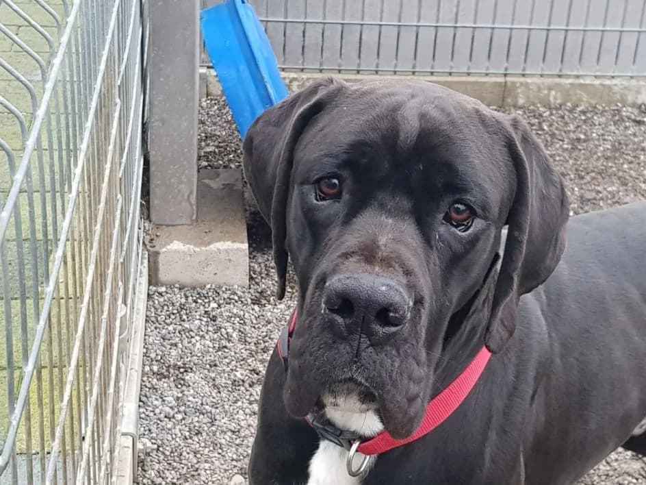Shaggy – wurde im März 2019 platziert (zu seiner Mutter), Mixed Breed for adoption at Tierschutzbund Basel Regional
