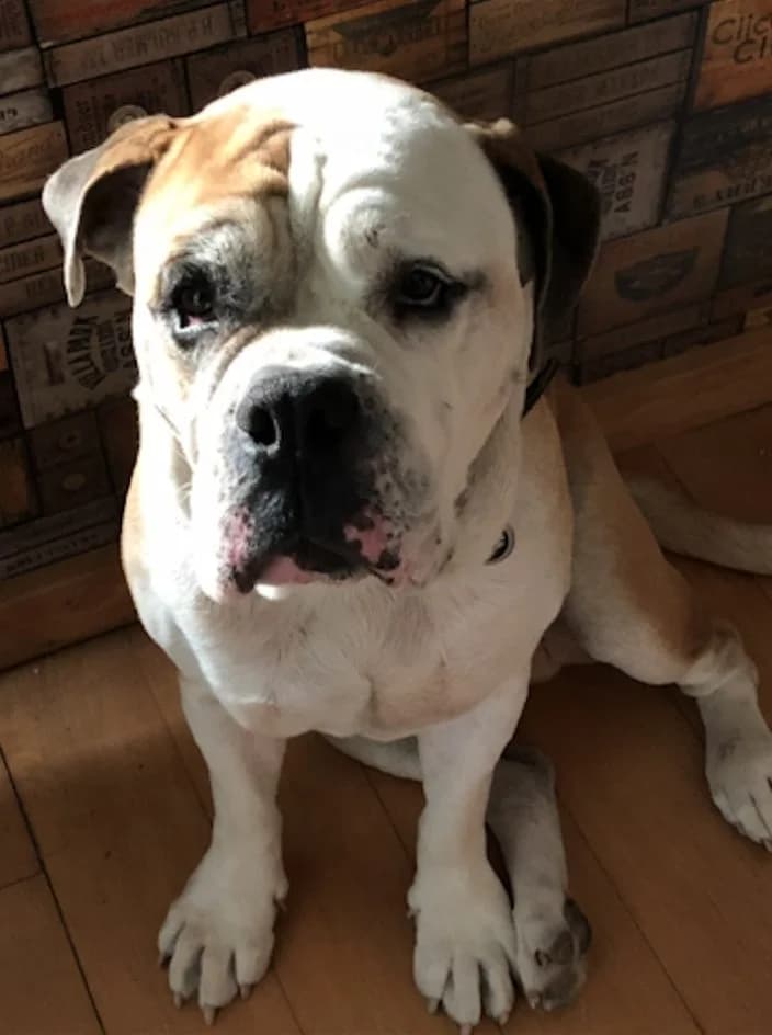 Odin – durfte im April 2019 in ein neues Zuhause, Mixed Breed for adoption at Tierschutzbund Basel Regional