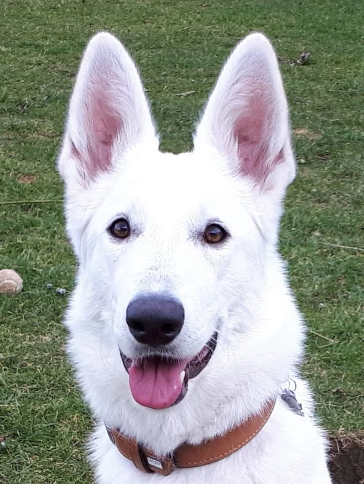 Kira – im März 2019 vermittelt, female 7yo Mixed Breed for adoption at Tierschutzbund Basel Regional