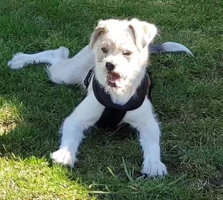 Linda – im April 2019 platziert, Mixed Breed for adoption at Tierschutzbund Basel Regional