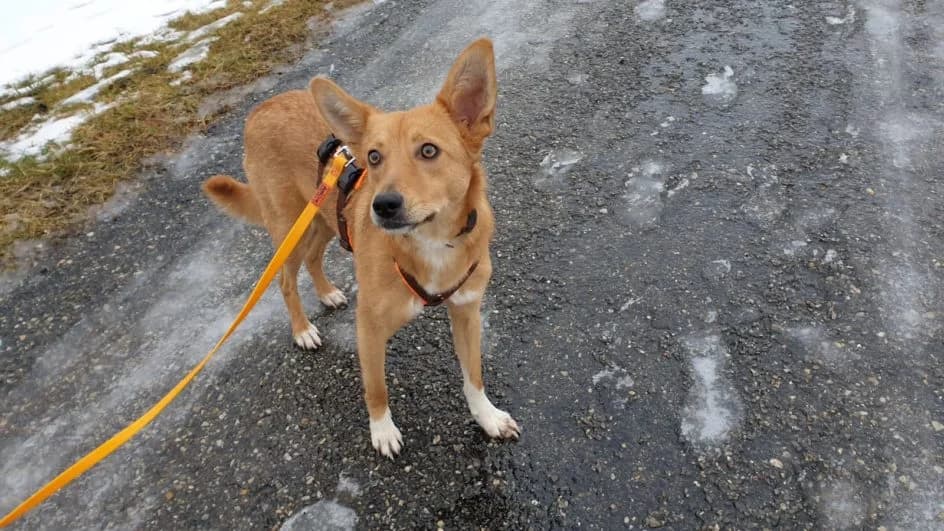 Lily – im Juni 2019 platziert, female Mixed Breed for adoption at Tierschutzbund Basel Regional