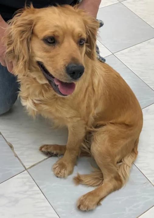 Canela – hat im Mai 2019 ein neues Zuhause gefunden, female Mixed Breed for adoption at Tierschutzbund Basel Regional
