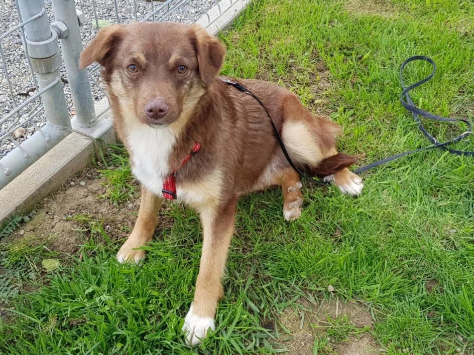 Felix – im Juni 2019 platziert, Mixed Breed for adoption at Tierschutzbund Basel Regional