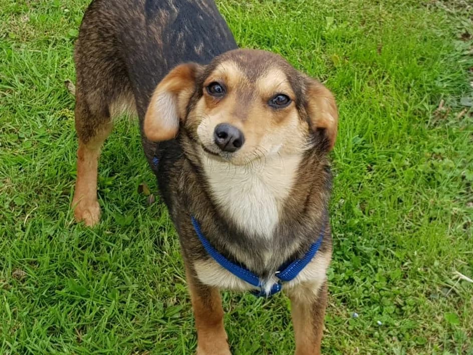 Susi – im Juli 2019 platziert, Mixed Breed for adoption at Tierschutzbund Basel Regional