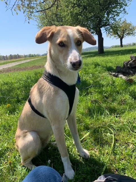 Leika – im Januar 2020 platziert, Mixed Breed for adoption at Tierschutzbund Basel Regional