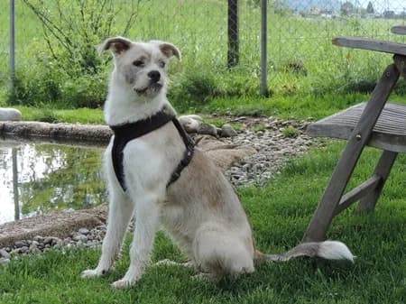 Lina – hat im April 2020 ein neues Zuhause gefunden, puppy Mixed Breed for adoption at Tierschutzbund Basel Regional