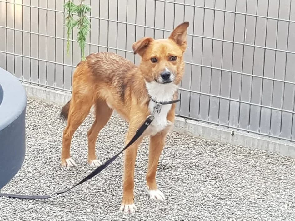 Moggli – zieht im Juli 2019 in ein neues Zuhause, Mixed Breed for adoption at Tierschutzbund Basel Regional