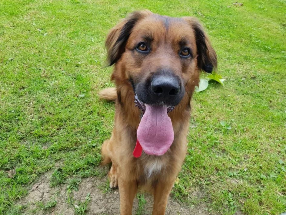 Toffee – im September 2019 platziert, Mixed Breed for adoption at Tierschutzbund Basel Regional