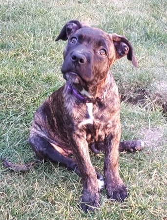 Xena – wurde im August 2019 platziert, Mixed Breed for adoption at Tierschutzbund Basel Regional