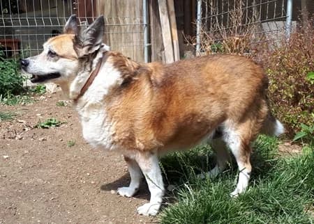 Inka – im September 2019 platziert, senior Mixed Breed for adoption at Tierschutzbund Basel Regional