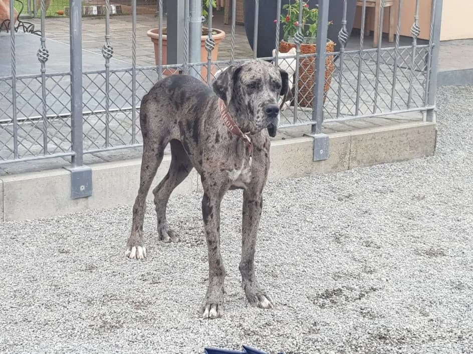 Aura – hat im August 2019 ein neues Zuhause gefunden, Mixed Breed for adoption at Tierschutzbund Basel Regional