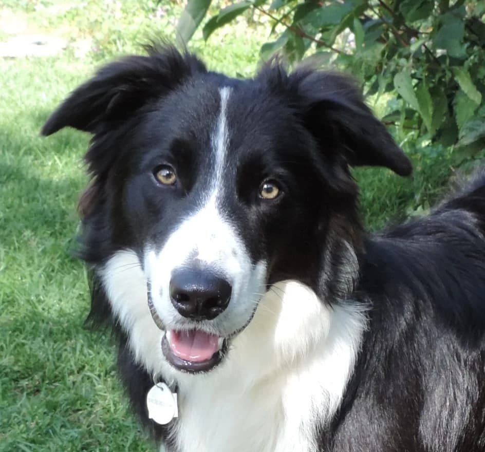 Janosch – im Oktober 2019 platziert, Mixed Breed for adoption at Tierschutzbund Basel Regional