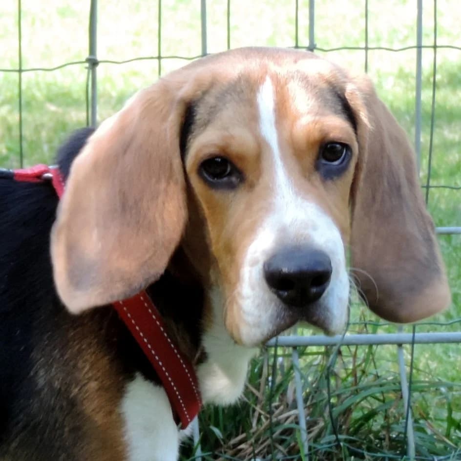 Marco – im Oktober 2019 platziert, Mixed Breed for adoption at Tierschutzbund Basel Regional