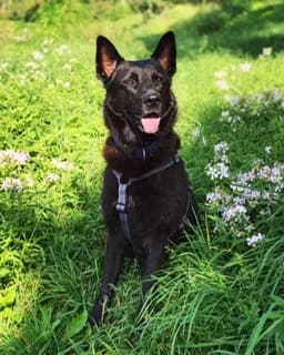 Lapo, male Mixed Breed for adoption at Tierschutzbund Basel Regional