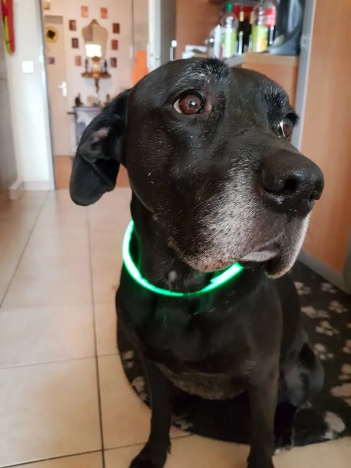 Flika – im Dezember 2019 platziert, Mixed Breed for adoption at Tierschutzbund Basel Regional