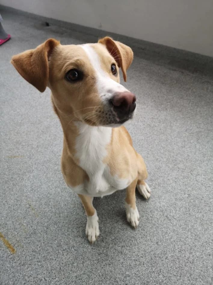 Elias – im November 2019 platziert, Mixed Breed for adoption at Tierschutzbund Basel Regional