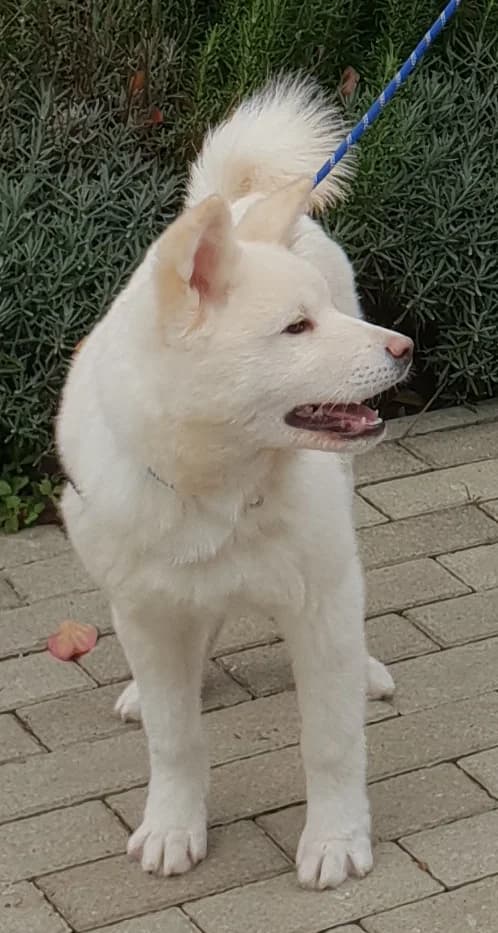 Mäx – platziert im Dezember 2019, Mixed Breed for adoption at Tierschutzbund Basel Regional