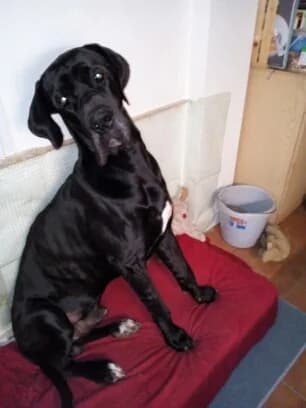 Siam, puppy Mixed Breed for adoption at Tierschutzbund Basel Regional